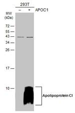 Apolipoprotein C1 Antibody in Western Blot (WB)