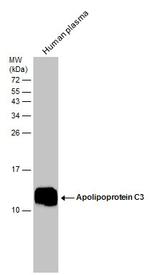 ApoC3 Antibody in Western Blot (WB)