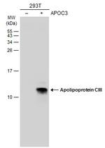 ApoC3 Antibody in Western Blot (WB)