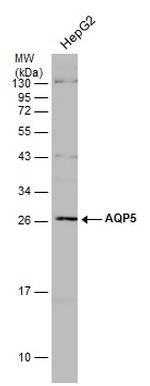 Aquaporin 5 Antibody in Western Blot (WB)