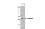 Aquaporin 5 Antibody in Western Blot (WB)