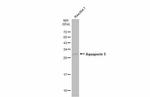 Aquaporin 5 Antibody in Western Blot (WB)