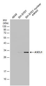 ASCL1 Antibody in Western Blot (WB)