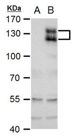 Axl Antibody in Western Blot (WB)