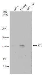 Axl Antibody in Western Blot (WB)