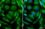 Caspase 3 Antibody in Immunocytochemistry (ICC/IF)