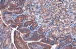 Caspase 3 Antibody in Immunohistochemistry (Paraffin) (IHC (P))