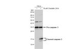 Caspase 3 Antibody in Western Blot (WB)