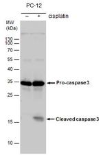 Caspase 3 Antibody in Western Blot (WB)