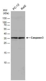 Caspase 3 Antibody in Western Blot (WB)