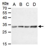 Caspase 3 Antibody in Western Blot (WB)