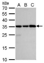 Caspase 3 Antibody in Western Blot (WB)