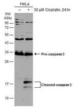 Caspase 3 Antibody in Western Blot (WB)