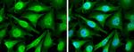 Cyclin D2 Antibody in Immunocytochemistry (ICC/IF)