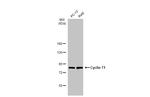 Cyclin T1 Antibody in Western Blot (WB)