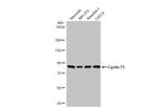 Cyclin T1 Antibody in Western Blot (WB)