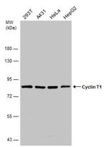 Cyclin T1 Antibody in Western Blot (WB)