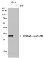 Phospho-CDK2 (Tyr15) Antibody in Western Blot (WB)