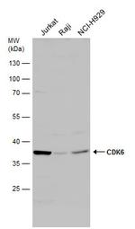 CDK6 Antibody in Western Blot (WB)