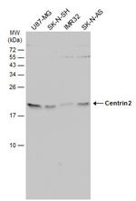 Centrin 2 Antibody in Western Blot (WB)