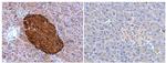 Chromogranin A Antibody in Immunohistochemistry (Paraffin) (IHC (P))