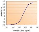 COMT Antibody in ELISA (ELISA)