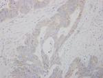 COMT Antibody in Immunohistochemistry (Paraffin) (IHC (P))