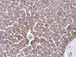 Ceruloplasmin Antibody in Immunohistochemistry (Paraffin) (IHC (P))