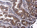 Ceruloplasmin Antibody in Immunohistochemistry (Paraffin) (IHC (P))