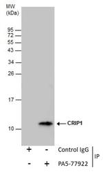 CRIP1 Antibody in Immunoprecipitation (IP)