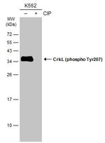 Phospho-CrkL (Tyr207) Antibody in Western Blot (WB)