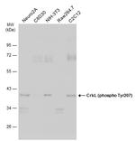 Phospho-CrkL (Tyr207) Antibody in Western Blot (WB)