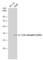 Phospho-CrkL (Tyr207) Antibody in Western Blot (WB)