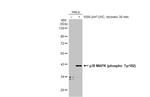 Phospho-p38 MAPK (Tyr182) Antibody in Western Blot (WB)