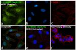 Phospho-beta Catenin (Ser675) Antibody in Immunocytochemistry (ICC/IF)