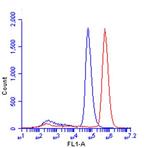 beta Catenin Antibody in Flow Cytometry (Flow)