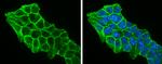 beta Catenin Antibody in Immunocytochemistry (ICC/IF)