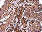 CYBA Antibody in Immunohistochemistry (Paraffin) (IHC (P))