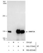 DNMT3A Antibody in Immunoprecipitation (IP)