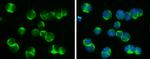 DOCK2 Antibody in Immunocytochemistry (ICC/IF)