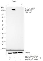 Phospho-EGFR (Tyr1045) Antibody in Western Blot (WB)