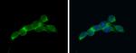 eIF4E Antibody in Immunocytochemistry (ICC/IF)