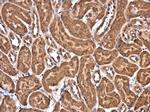 eIF4E Antibody in Immunohistochemistry (Paraffin) (IHC (P))