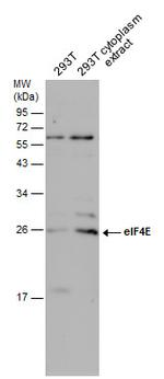 eIF4E Antibody in Western Blot (WB)