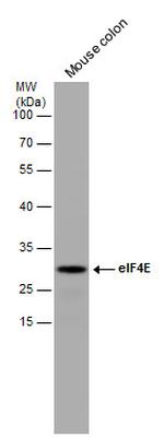 eIF4E Antibody in Western Blot (WB)