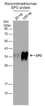 Epo Antibody in Western Blot (WB)