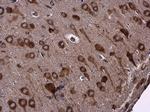 EPRS Antibody in Immunohistochemistry (Paraffin) (IHC (P))