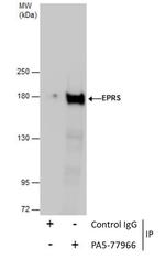 EPRS Antibody in Immunoprecipitation (IP)