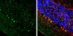 ETV1 Antibody in Immunohistochemistry (Frozen) (IHC (F))