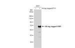 ETV1 Antibody in Western Blot (WB)